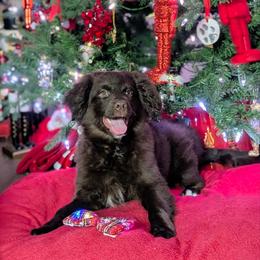 Mercedes - Brown and white female Aussiedoodle puppy in Coulee City, Washington from Mr and Mrs Doodle Farm