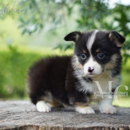 Truffle - Tri - Black and tan male Pembroke Welsh Corgi puppy in Straughn, Alabama from Magnolia Creek Corgis