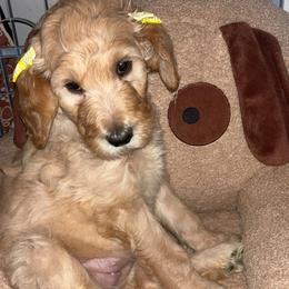 Cynthia - Apricot female Goldendoodle puppy in Fort Hood, Texas from Davis Doodles