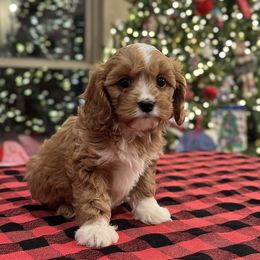 Cavapoo Puppies from Southern Love Cavapoos