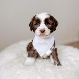 Meilé - Love litter - Chocolate male Australian Labradoodle puppy in Syracuse, Florida from The Doodle Cove