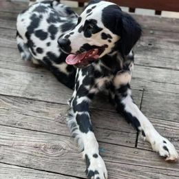 Moxie - Dalmatian