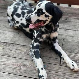 Moxie - Dalmatian