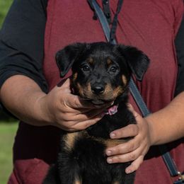 Splice - Black and rust female Beauceron puppy in Medina, Ohio from Beaucerons Des Vents
