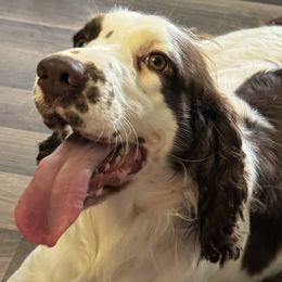 Whitney - English Springer Spaniel