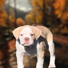 Boy 3 - Fawn and white Bulldog puppy in Washington from Sun City Campeiro Bulldogs