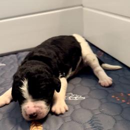 Navy blue collar - Tri-color male Bernedoodle puppy in Marlow, Oklahoma from Crider’s Critters