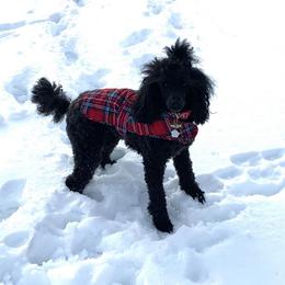 Poodles from Vanderloop Family Poodles