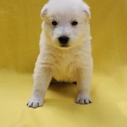 Yellow Girl - White female Berger Blanc Suisse puppy in New Castle, Pennsylvania from Thornvalley White Swiss Shepherds