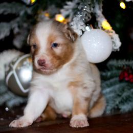 Turkey - Red merle male Australian Shepherd puppy in Belton, Texas from Brilliant Beautiful Australian Shepherds