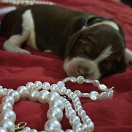 Hershey - Tri-Roan male English Springer Spaniel puppy in Cookeville, Tennessee from Krossroads Kennel