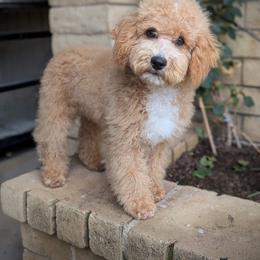 Pax - Poodle
