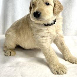 Goldendoodle Puppies from Totally Texas Doodles