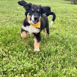 Roly - Tri-color female Bernedoodle puppy in Lowell, Arkansas from Sunny Sky Doodles