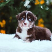 German Shepherd and Sporty Mix Puppies from Savage K9 Kennels