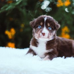 German Shepherd and Sporty Mix Puppies from Savage K9 Kennels