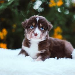 German Shepherd and Sporty Mix Puppies from Savage K9 Kennels