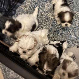 Shih Tzu Puppies from Love4Shihtzu