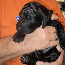 Freddie - Black male Poodle puppy in Calvert City, Kentucky from Pawpaws Doodles