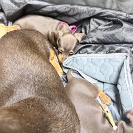 Sold - Chocolate and tan female Dachshund puppy in Bremen, Georgia from Jones Royal Kennels