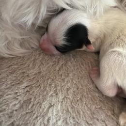 Yorkshire Terrier Puppies from Combs’ Yorkies