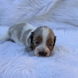 Dachshund Puppies from Collier Dachshunds