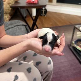 Blk and white male white body - Black and white male Border Collie puppy in Jackson, New Jersey from NJ Bees BC