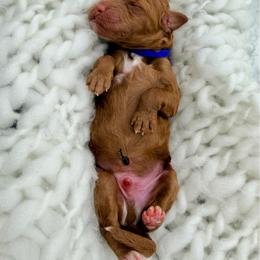 Boy 2 - Red  male Goldendoodle puppy in Philadelphia, Mississippi from Oakie Doodles