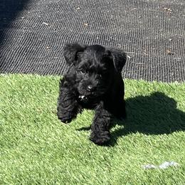 Miniature Schnauzer Puppies from CKM Miniature Schnauzers