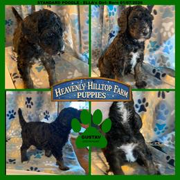 Ella's Green Collar Boy - Phantom male Poodle puppy in Charlo, Montana from Heavenly Hilltop Farm