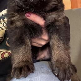 Boy 2 - male German Shepherd puppy in Laurens, New York from Vom Chivalry Haus German Shepherds