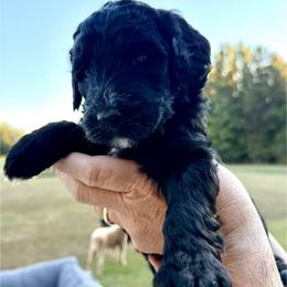 Orange Girl (Minerva) - Black and white female Bernedoodle puppy in Moulton, Alabama from Triple W Doodles