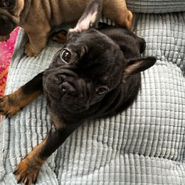 Scarlet from OFA'd parents - Black and tan female French Bulldog puppy in Billings, Montana from Montana Made Frenchies