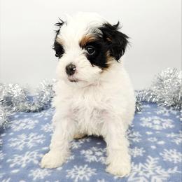 Clove - Black and white female Bernedoodle puppy in Granton, Wisconsin from Rose River Farms