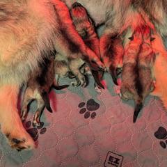 Girl 4 - Black and silver female Keeshond puppy in Fayetteville, Tennessee from Erbekees-Keeshonden
