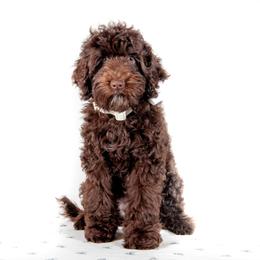 White Collar Girl - Chocolate female Australian Labradoodle puppy in Statesville, North Carolina from Rose Cottage Labradoodles