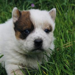 George - Red speckled male Australian Cattle Dog puppy in Redding, California from Macushla Kennel