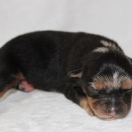 Diamond - Blue merle female Miniature Australian Shepherd puppy in Powderly, Texas from Kuttin’ Up Mini Aussies