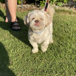 Yams - Shih Tzu