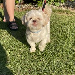 Yams - Shih Tzu