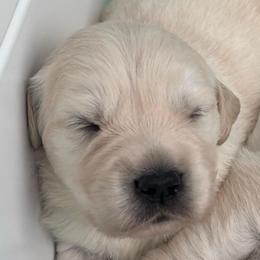 Boy 6 - Light golden male Golden Retriever puppy in Howell Township, New Jersey from Hunnypot Goldens