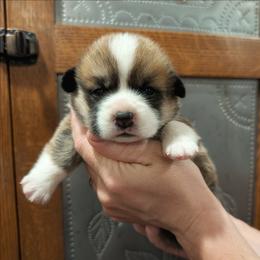 Roxanne - Sable female Pembroke Welsh Corgi puppy in Coleman, Michigan from Salt Creek Farm Dogs