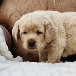 Dilute Retriever and Labrador Retriever Puppies from Hedge Lane Labradors