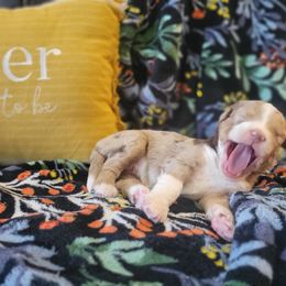 Aussiedoodle and Poodle Puppies from J&RAussiedoodles