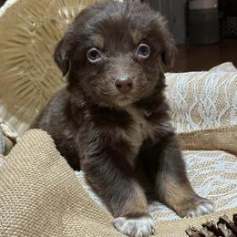 Ralphie - Red tri-color male Australian Shepherd puppy in Butler, Georgia from Aussies at Howling Hill Farm