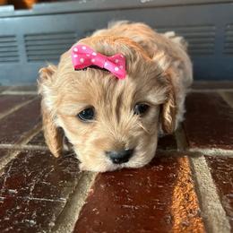 Cavapoo, Cockapoo, Goldendoodle, and Maltipoo Puppies from Perdue Puppies