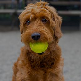 Aussiedoodles and Goldendoodles from Sunny Field Doodles