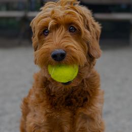 Aussiedoodles and Goldendoodles from Sunny Field Doodles