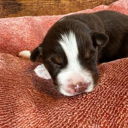 Girl 3 - Kit Kat - Red tri-color female Australian Shepherd puppy in Duluth, Minnesota from Frozen Nort Aussies