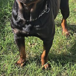 Tigra - Black and mahogany female Rottweiler puppy in Lake City, Florida from Haus Der Wut Kennels